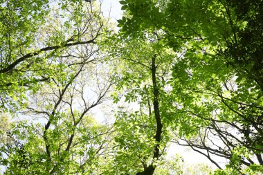 Yeşil orman ağaçları, bitki örtüsü ve doğa ortamı