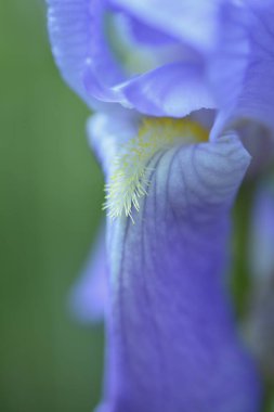 Güzel mor Iris çiçekler 