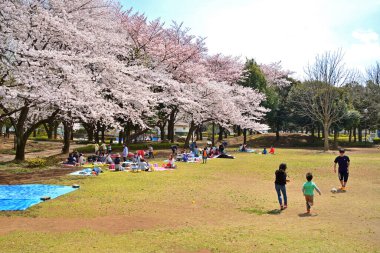 Japonya 'da kiraz çiçeği zamanı