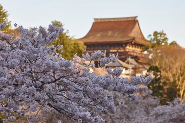 Japonya 'nın kiraz çiçekleri manzarası.