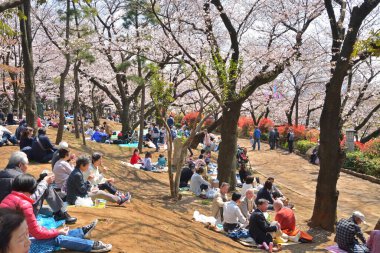 Japonya 'da bahar kiraz çiçeklerinin tadını çıkaran turistler 