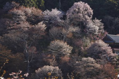 Bahçede çiçek açan güzel ağaçlar. Güzel botanik fotoğrafı, doğal duvar kağıdı.                            