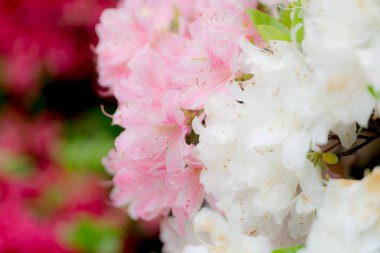 Bahçede açan pembe ortanca çiçeği, kapat