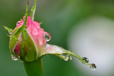 Güzel gül çiçeğine, doğaya ve flora yakın dur.