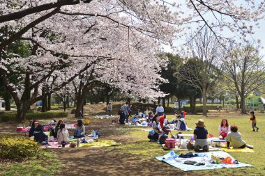 Japon parkında kiraz ağaçlarının tadını çıkaran kalabalık. 