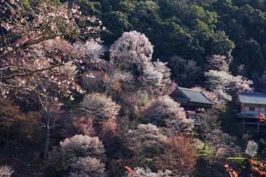 Yoshino kirazının manzarası, Nara Bölgesi