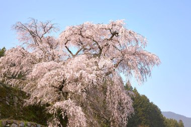 Yoshino kirazının manzarası, Nara Bölgesi