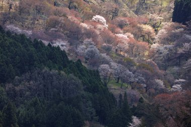 Yoshino kirazının manzarası, Nara Bölgesi