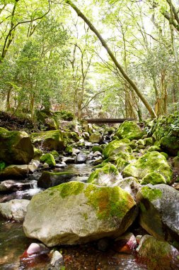 Ormanda güzel bir şelale