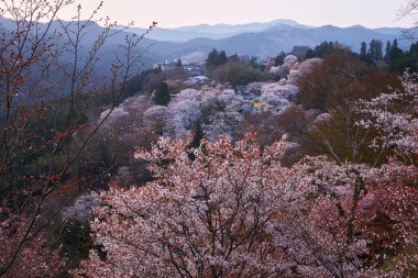 Yoshino kirazının manzarası, Nara Bölgesi