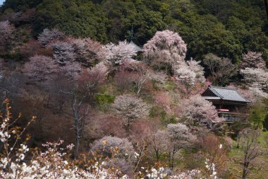 Yoshino kirazının manzarası, Nara Bölgesi