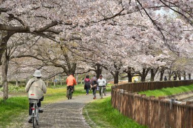 Japon parkında kiraz ağaçlarının tadını çıkaran kalabalık. 