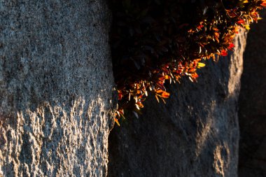 Sıcak güneş ışığı ve yapraklarla aydınlatılmış desenli taş yüzey.