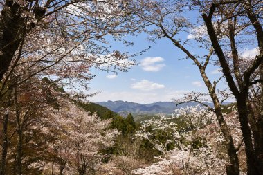 Yoshino kirazının manzarası, Nara Bölgesi