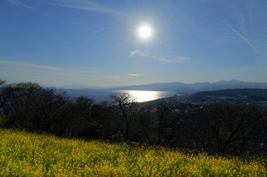 Güzel deniz manzarası ve doğada sarı çiçekler.