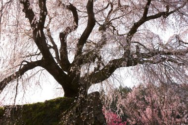 Yoshino kirazının manzarası, Nara Bölgesi