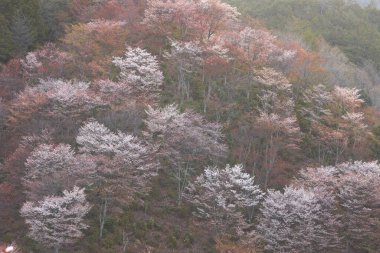 Yoshino kirazının manzarası, Nara Bölgesi
