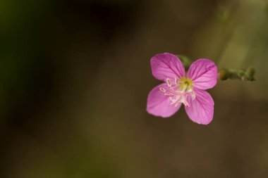 Bahçedeki güzel pembe çiçek