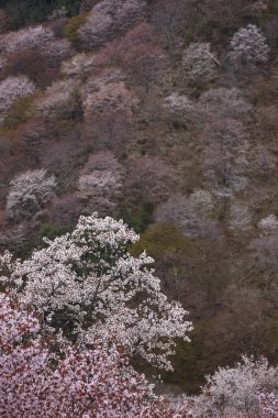 Yoshino kirazının manzarası, Nara Bölgesi