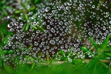 Su damlalarının ve yeşil yaprakların yakın görüntüsü, doğal arkaplan