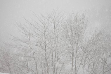 Parktaki kardaki ağaçlar. Kış manzarası.