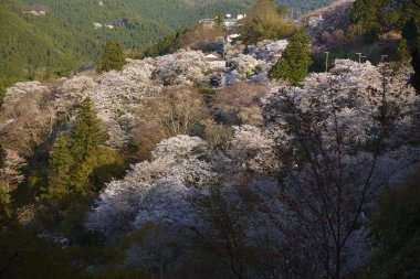 Yoshino kirazının manzarası, Nara Bölgesi