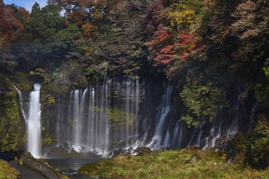 Japonya 'da gündüz vakti ormanda şelale.