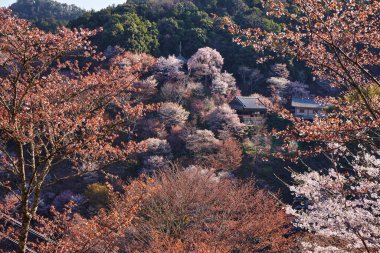 Yoshino kirazının manzarası, Nara Bölgesi