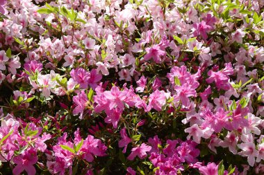 Şehrin güzel bahar çiçekleri