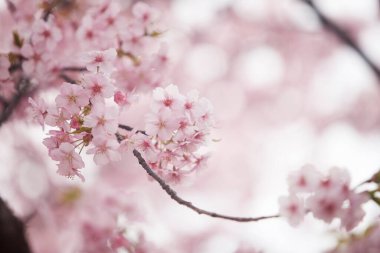 Bahçede güzel bahar çiçekleri ilkbaharda kiraz çiçekleri     