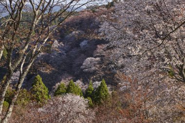 Yoshino kirazının manzarası, Nara Bölgesi