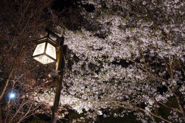 Sokak lambası ve kiraz çiçeğinin güzel gece manzarası 