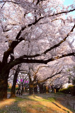 Parkta çiçek açan kiraz ağaçları.