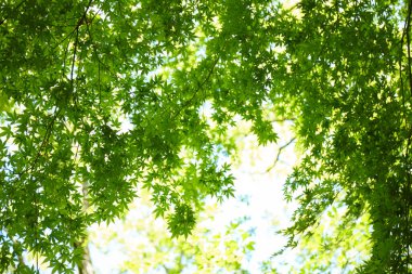 yeşil yaprak arkaplan, doğa, yeşil yaprak