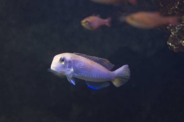 Akvaryumdaki tropikal balıkların güzel sualtı manzarası.            