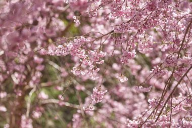 Güzel bahar çiçeklerinin yakın plan görüntüsü, ilkbaharda kiraz çiçekleri            