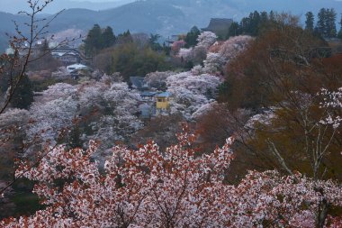Yoshino Park, Japonya'da kiraz ağaçları ve çiçekler. Yoshino kiraz çiçeği sezonunda Hanami için çok popüler bir yerdir.