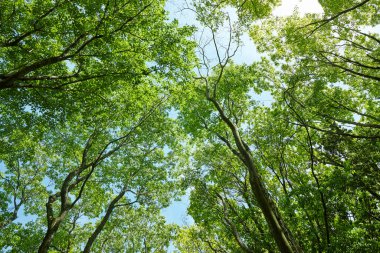 Yaz parkında güneş ışığında yeşil ağaçlar 