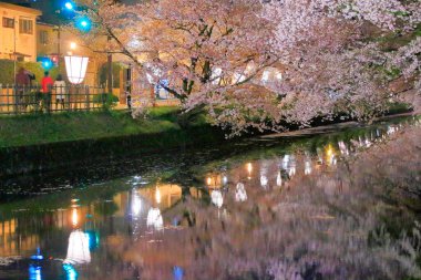 Japonya 'da güzel kiraz ağaçları