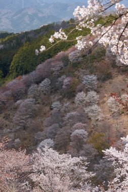 Yoshino Park, Japonya'da kiraz ağaçları ve çiçekler. Yoshino kiraz çiçeği sezonunda Hanami için çok popüler bir yerdir.