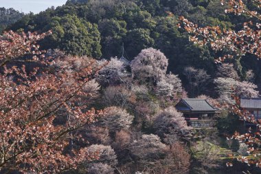 Yoshino Park, Japonya'da kiraz ağaçları ve çiçekler. Yoshino kiraz çiçeği sezonunda Hanami için çok popüler bir yerdir.
