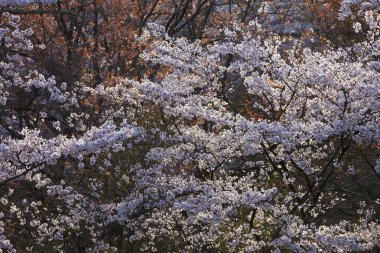 Yoshino Park, Japonya'da kiraz ağaçları ve çiçekler. Yoshino kiraz çiçeği sezonunda Hanami için çok popüler bir yerdir.