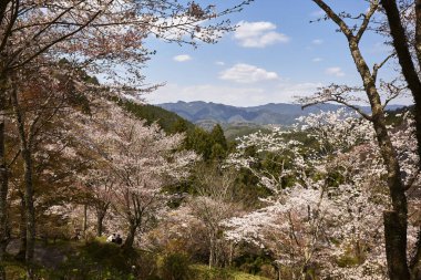 Yoshino Park, Japonya'da kiraz ağaçları ve çiçekler. Yoshino kiraz çiçeği sezonunda Hanami için çok popüler bir yerdir.