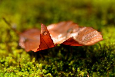 Ormandaki yosunlarda sonbahar yaprakları, sonbahar bitkileri