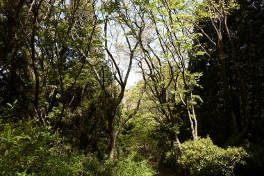 Parktaki yeşil ağaçlar.