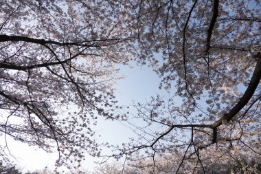 Parkta çiçek açan kiraz ağaçları.