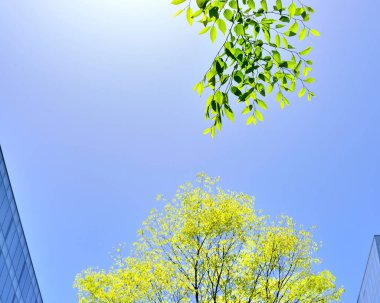 modern ofis binası ve mavi gökyüzüne karşı yeşil ağaç 