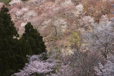 Yoshino Park, Japonya'da kiraz ağaçları ve çiçekler. Yoshino kiraz çiçeği sezonunda Hanami için çok popüler bir yerdir.