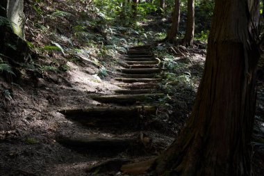 Yaz ormanın içinde merdiven