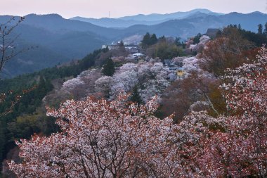 Yoshino Park, Japonya'da kiraz ağaçları ve çiçekler. Yoshino kiraz çiçeği sezonunda Hanami için çok popüler bir yerdir.